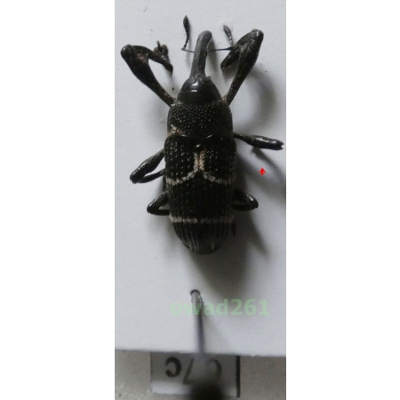 Alcidodes sp. Philippines67c